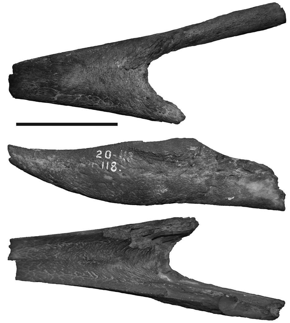 Phorusrhacos longissimus holotype mandible