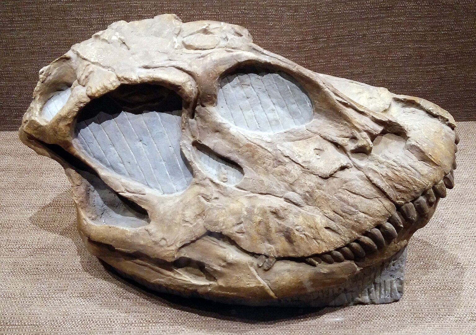 Shunosaurus skull fossil