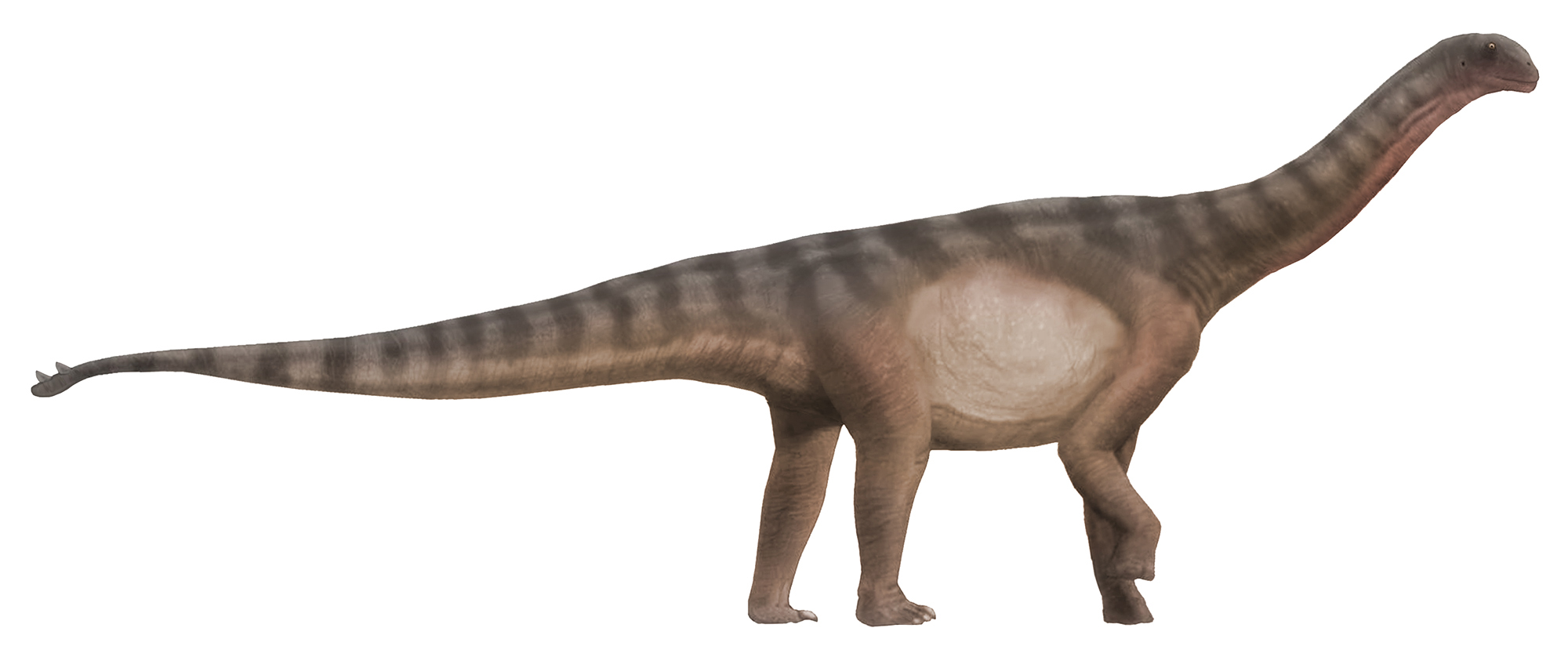 Shunosaurus life restoration