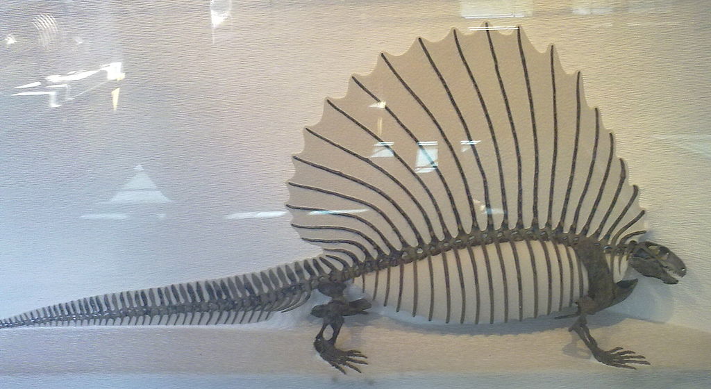 Edaphosaurus