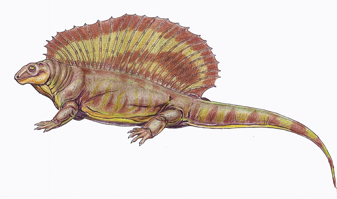 Edaphosaurus novomexicanus